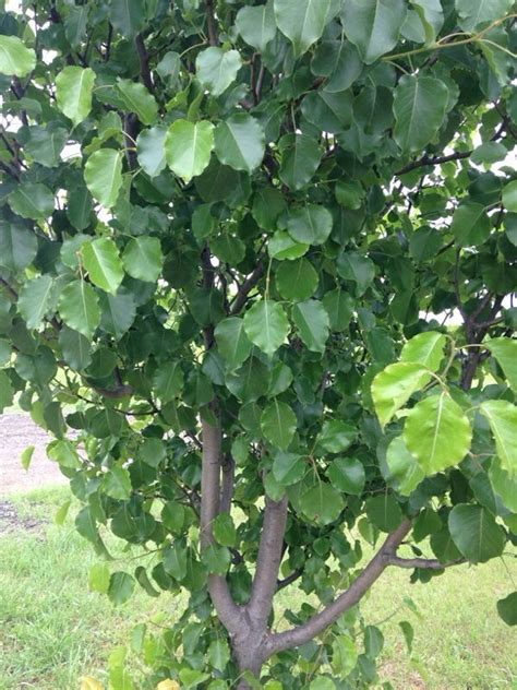 Bradford Pear Tree Identification | earth-base