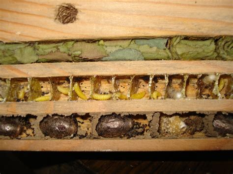 Beediverse.com: Mason Bees,Resin bees and leafcutter bees