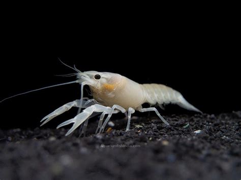 White Crayfish | Aquarium Fish India