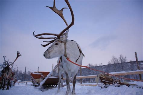 Christmas in Lapland - Dos and Don'ts - MonMon Travel