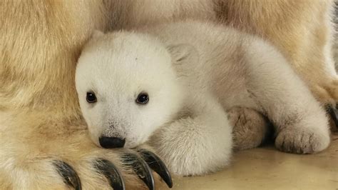 Polar bear cub born at Tierpark Hagenbeck in Hamburg for first time in 21 years | Flipboard