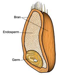 Cereal Grain Structure / Cereal Grains: The Structure & Uses of Wheat - ScienceAid / Analysis of ...