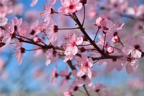 2048x1152 Spring Season Flowers 2048x1152 Resolution HD 4k Wallpapers, Images, Backgrounds ...