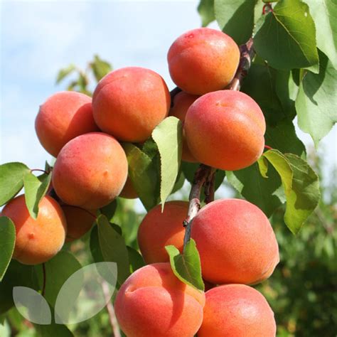 Types of Apricots