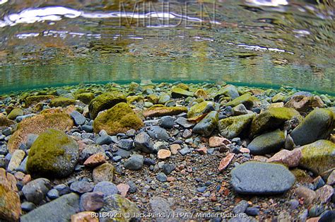 Minden Pictures - Underwater view of stony riverbed in river flowing ...