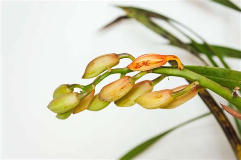 How to Grow and Care for Cymbidium Orchids