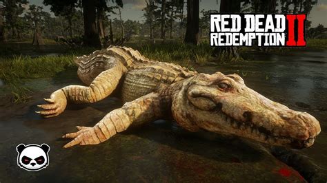 Red Dead Redemption 2 How To Find Legendary Alligator Very Easy - YouTube