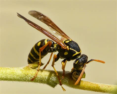 3 Best Wasp Control Methods - ABC Humane Wildlife