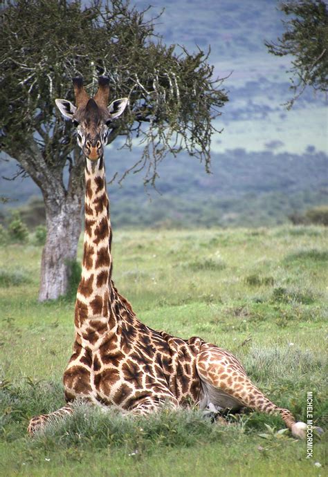 The Strange Sleeping Habits of Giraffes | Thomson Safaris