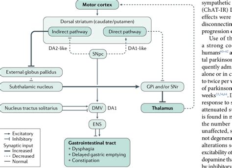 | Basal ganglia and brainstem connections in PD. Simplified schematic ...