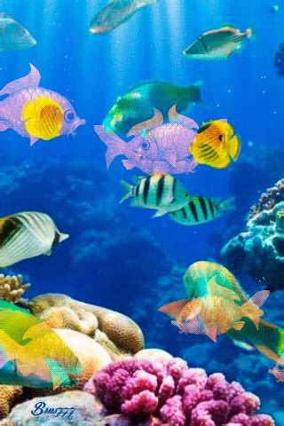 Gif Animation Moving Gif Wallpaper Fish - gif