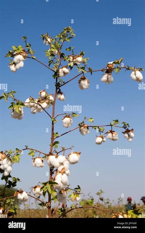 Cotton plant india hi-res stock photography and images - Alamy