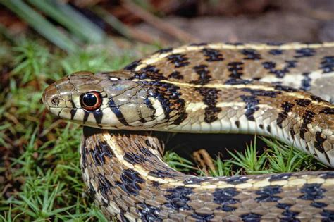 Checkered garter snake a gentle, gorgeous snake that’s common in San Antonio - Laredo Morning Times