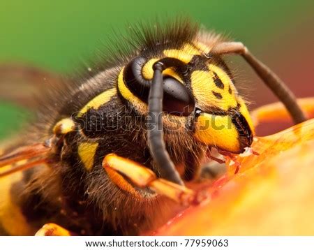 Wasp Head Close Up Stock Photo 77959063 : Shutterstock