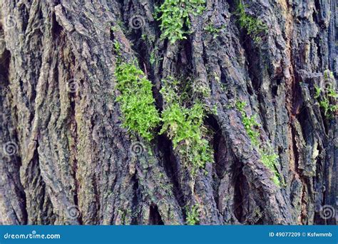 Black locust bark stock image. Image of green, tree, robinia - 49077209