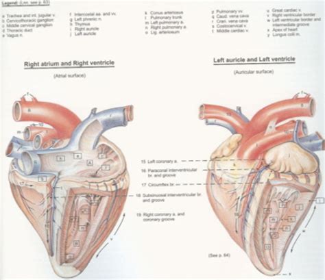 Diagram Of Cow Heart Anatomy - All About Cow Photos