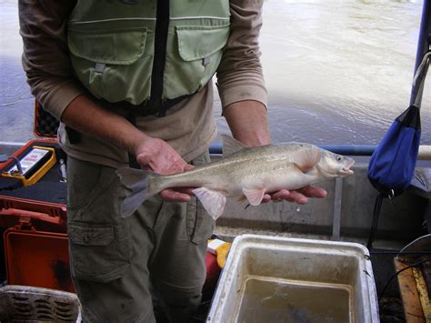 Bonytail - Colorado River Recovery Programs