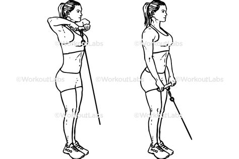 Cable Upright Rows – WorkoutLabs Exercise Guide