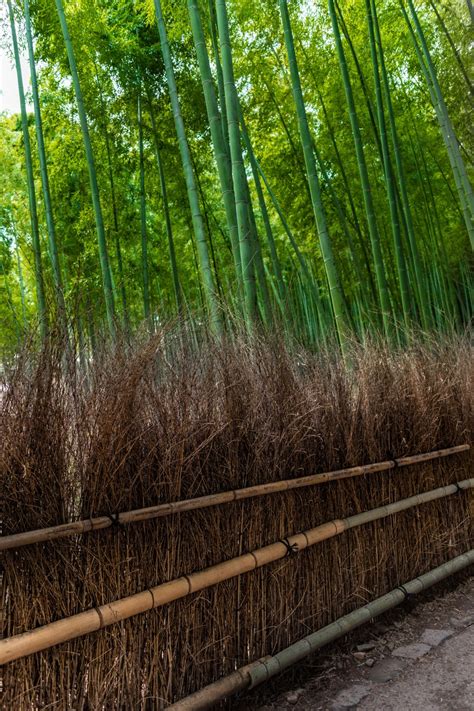 Visiting Arashiyama Bamboo Grove in Kyoto, Japan - Annie Fairfax