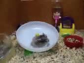 Pretty Gifs: Hamsters spinning
