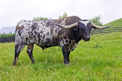 Texas Longhorn Cattle Photos