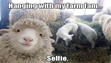 15 Sheep Memes Will Have You Giggling All Day Funny Animal Pictures ...