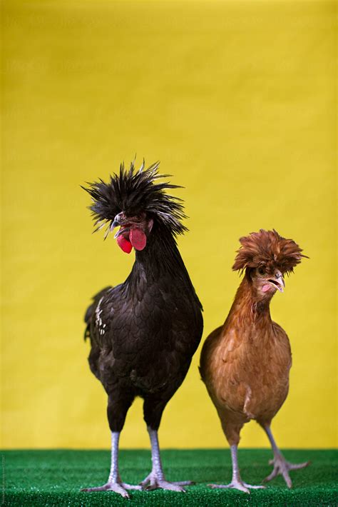 "Chicken - Bantam" by Stocksy Contributor "Nicole Mlakar" - Stocksy