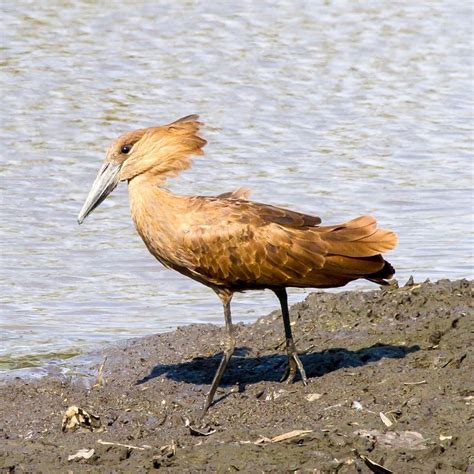 Hammerkop | Bird photography, Bird, Photo