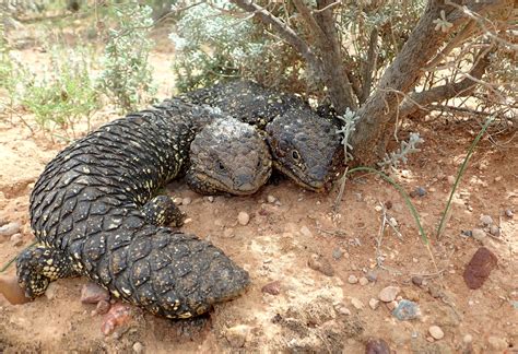 The Love Stories of Sleepy Lizards