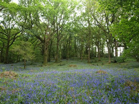 Bluebells in a wood. Bluebells are rare most places except southern English woods. | Country ...