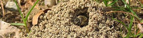 Q: What are these small dark bees coming in and out of the ground in my lawn? - UF/IFAS ...