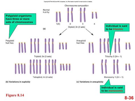 Variation in chromosome structure and number chapter 8