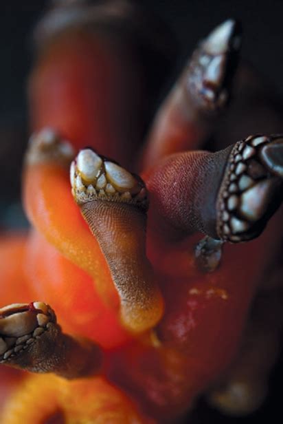 Barnacles for Dinner | Edible Alaska