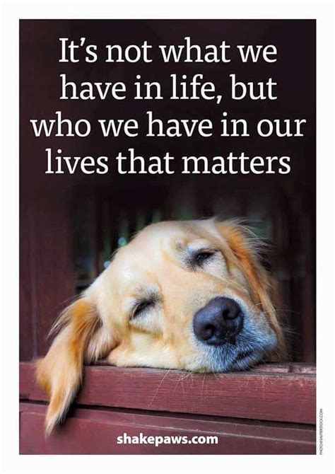 27 Inspirational Dog Quotes about Life and Love | PlayBarkRun