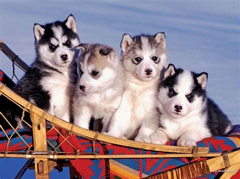 Husky Puppies Wallpapers - Wallpaper Cave