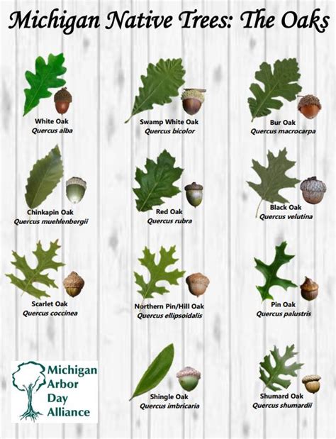 Quercus: The Oak Trees of Michigan I love being able to identify trees ...