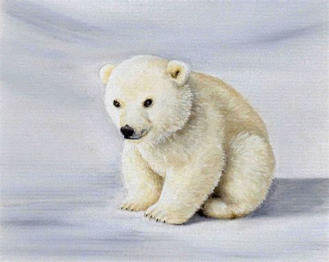 Cute Baby Animals To Draw Polar Bars - Animals World