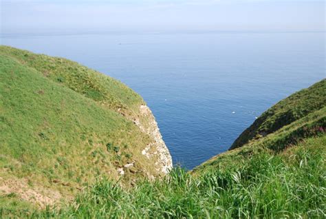 Bempton Cliffs © N Chadwick :: Geograph Britain and Ireland