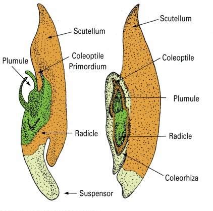 Seeds, Embryogenesis