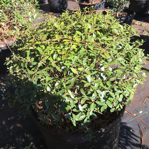 Dwarf Yaupon Holly – Toms Creek Farm & Nursery