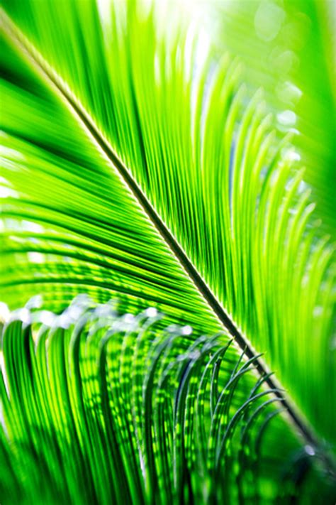 🔥 [50+] Palm Frond Wallpapers | WallpaperSafari