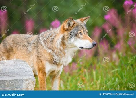 Large Male Wolf Standing on Field in Forest Stock Photo - Image of ...