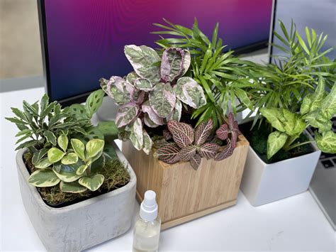 12 Desk Plants That Don't Need Sunlight - THE SAGE