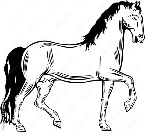 Horse trotting forward, outline vector illustrations design Stock ...