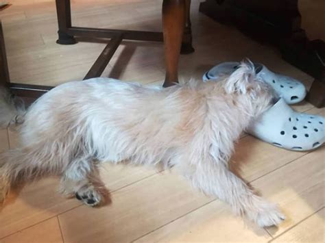 30 Cute Photos Of ‘The Platypus’ Dog To Bright Up Your Day - Barnorama