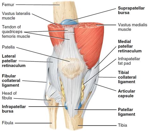 Labelled Diagram Of The Knee Joint