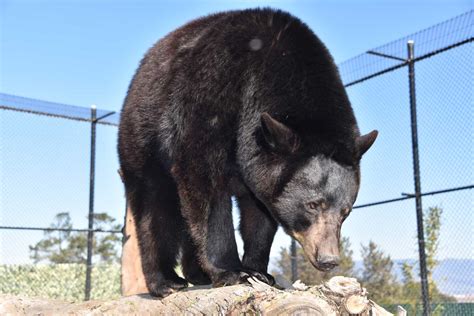 Bears | Monterey Zoo