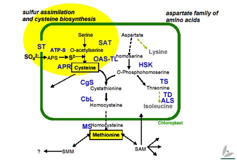 Pathway Analysis of Sulfur Containing Amino Acids | Max Planck ...