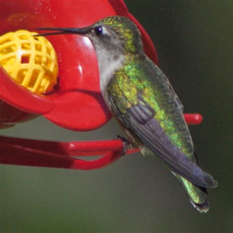 Ruby-Throat Hummingbirds Move Back into Ohio Next Two Weeks - Scioto Post