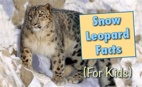 Snow Leopard Facts For Kids: Information, Pictures & Videos